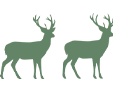 double dear small